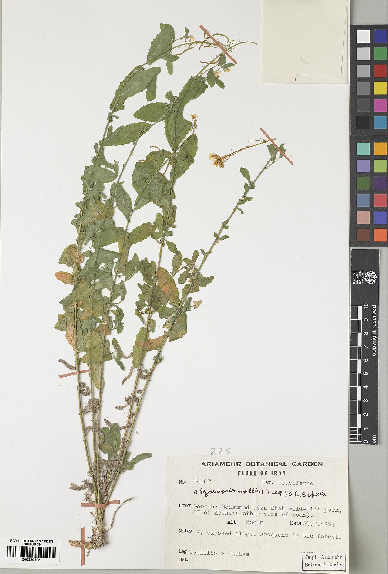 Alyssopsis mollis: Alyssopsis mollis — Herbarium specimen from Gorgan, Mohammad Reza Shah wild-life park, SE of Abshar (other side of road), Iran. Habitat: N. exposed slope.; Vege