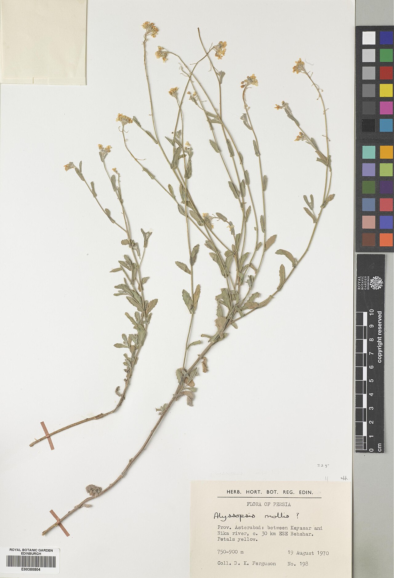 Alyssopsis mollis: Alyssopsis mollis — Herbarium specimen from Golestan, Asterabad, between Keyasar and Nika river, c. 30 km ESE Behshar, Iran. Collected by Ferguson, D. (1970-08-