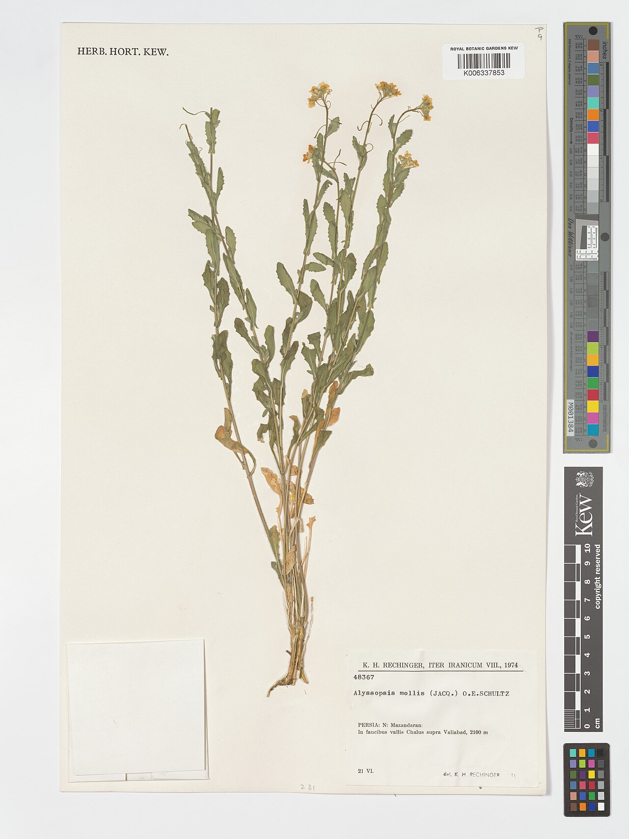 Alyssopsis mollis: Alyssopsis mollis — Herbarium specimen from N; In faucibus vallis Chalus supra Valiabad, Iran. Collected by Rechinger, K.H. (1974-06-21). Recorded in GBIF occur