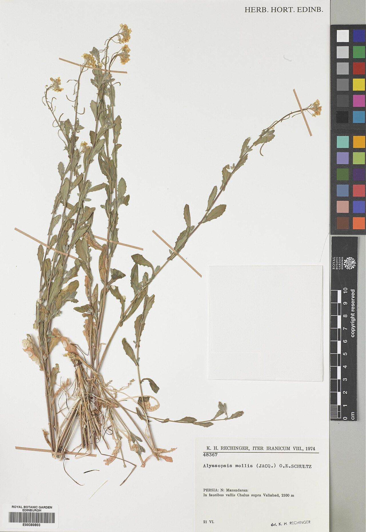 Alyssopsis mollis: Alyssopsis mollis — Herbarium specimen from Mazandaran, In faucibus vallis Chalus supra Valiabad, Iran. Collected by Rechinger, Karl Heinz (1974-06-21). Recorde