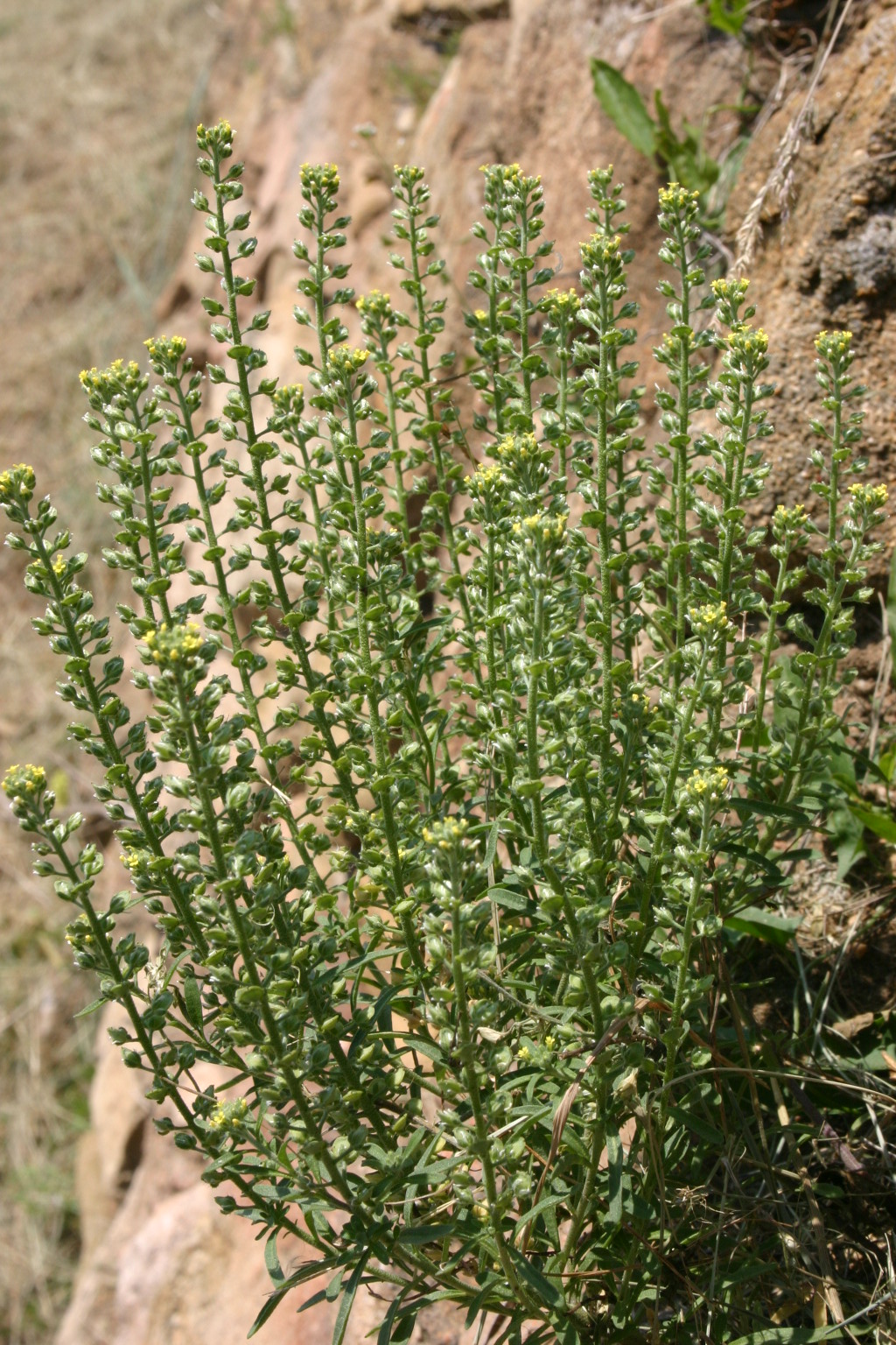 Pale madwort: Alyssum alyssoides