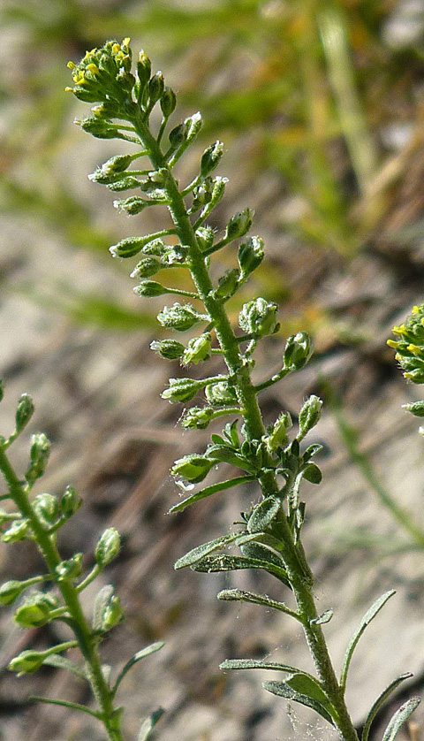 Pale madwort: Alyssum alyssoides