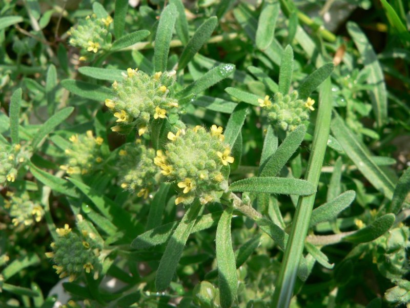 Pale madwort: Alyssum alyssoides