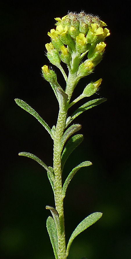 Pale madwort: Alyssum alyssoides