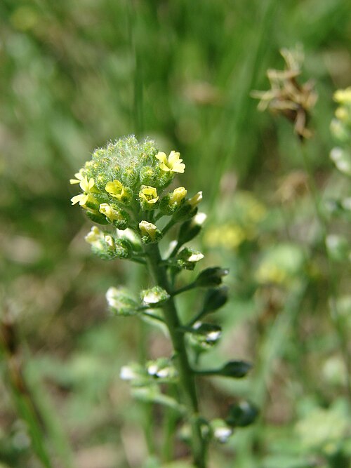 Pale madwort: Alyssum alyssoides