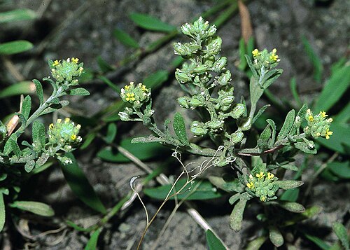 Pale madwort (Alyssum alyssoides)