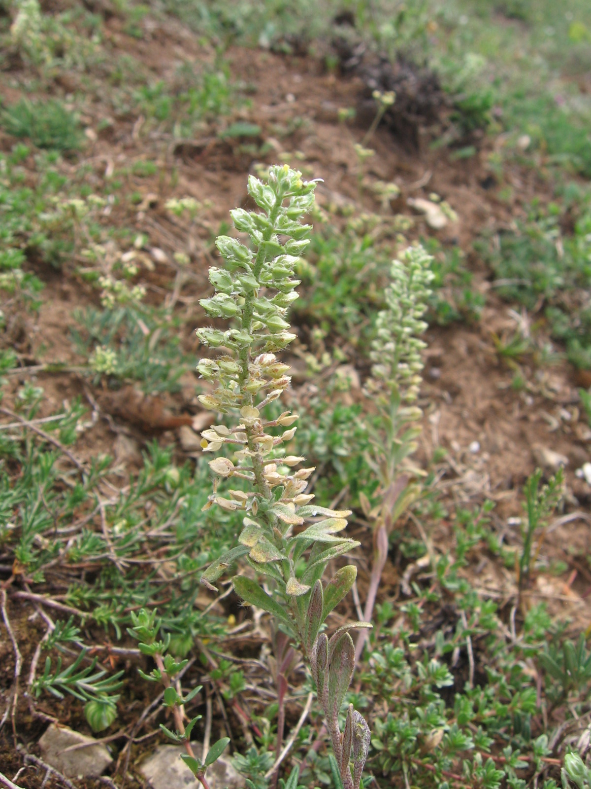 Pale madwort: Alyssum alyssoides
