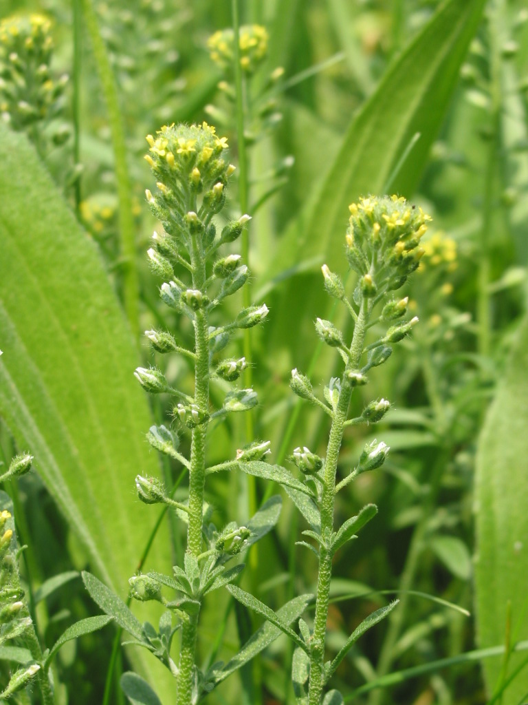 Pale madwort: Alyssum alyssoides