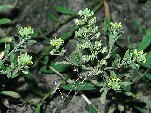 Pale madwort: Alyssum alyssoides - alyssum or pale madwort
