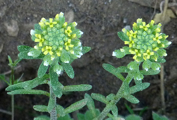 Pale madwort: Alyssum alyssoides