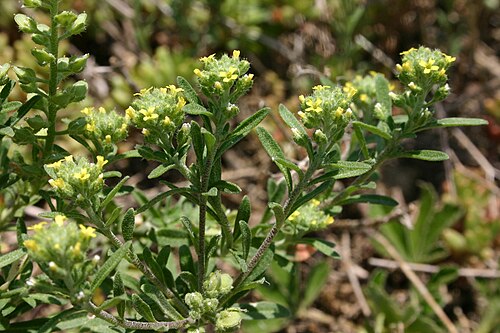 Pale madwort: Alyssum alyssoides