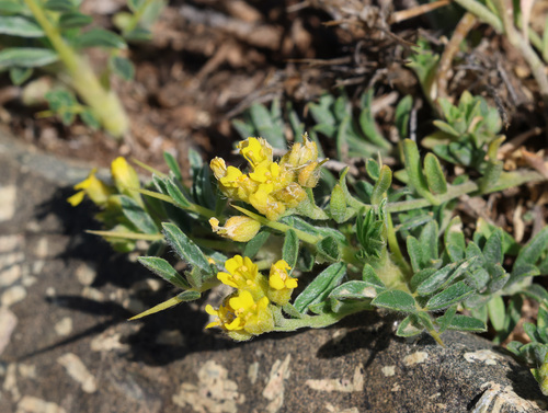 Alyssum atlanticum (Alyssum atlanticum)