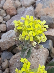 Alyssum atlanticum (Alyssum atlanticum)