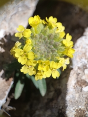 Alyssum atlanticum (Alyssum atlanticum)