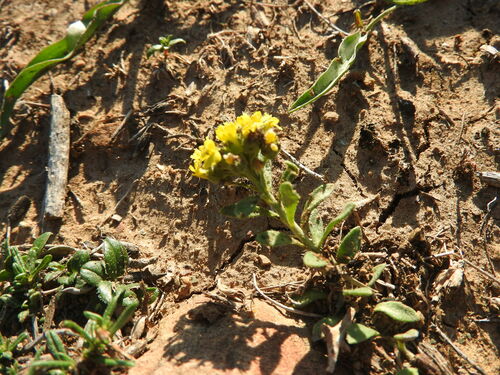 Alyssum atlanticum (Alyssum atlanticum)