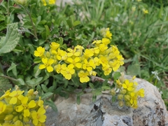 Alyssum atlanticum (Alyssum atlanticum)