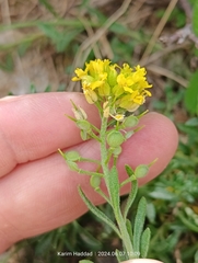 Alyssum atlanticum (Alyssum atlanticum)