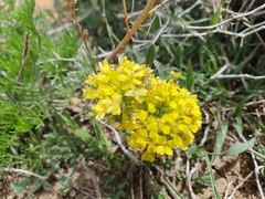 Alyssum atlanticum (Alyssum atlanticum)