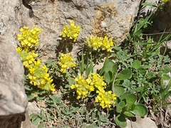 Alyssum atlanticum (Alyssum atlanticum)