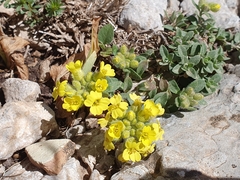 Alyssum atlanticum (Alyssum atlanticum)