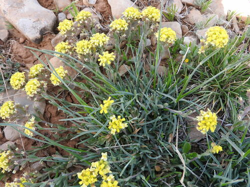 Alyssum atlanticum (Alyssum atlanticum)