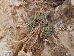 Alyssum atlanticum (Alyssum atlanticum)