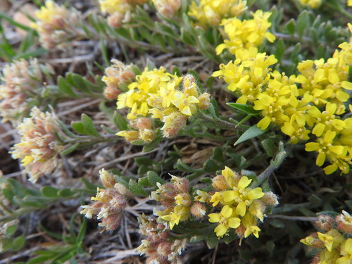 Alyssum atlanticum (Alyssum atlanticum)