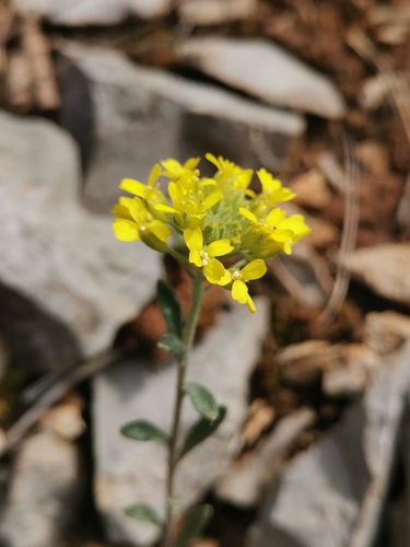 Alyssum austrodalmaticum (Alyssum austrodalmaticum)