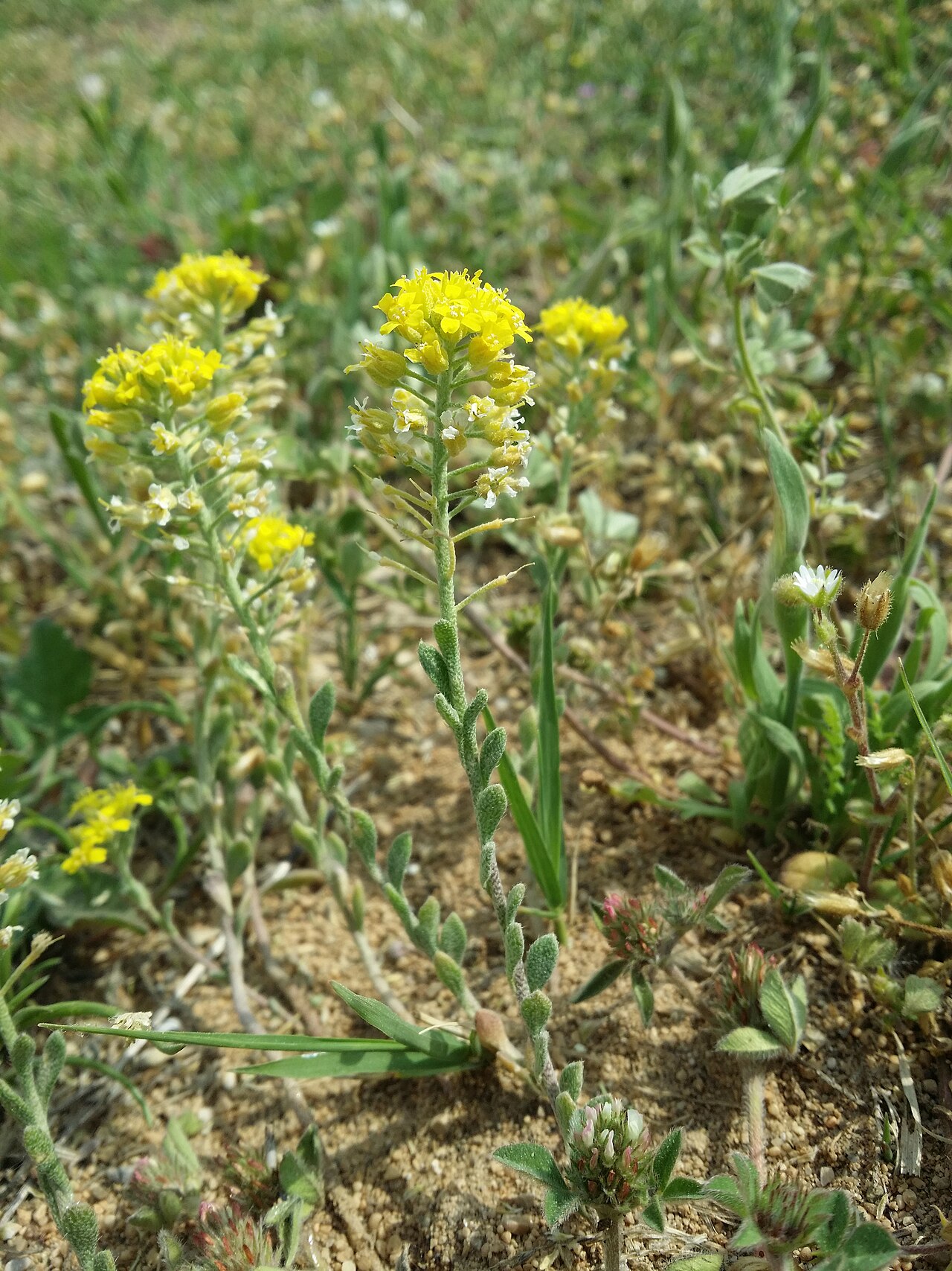 Alyssum austrodalmaticum: Habitus Taxonym: Alyssum austrodalmaticum ss Rottensteiner: Exkursionsflora für Istrien ISBN 978-3-85328-067-6 Location: abandoned sand pit S Baška, community B