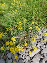 Alyssum austrodalmaticum (Alyssum austrodalmaticum)