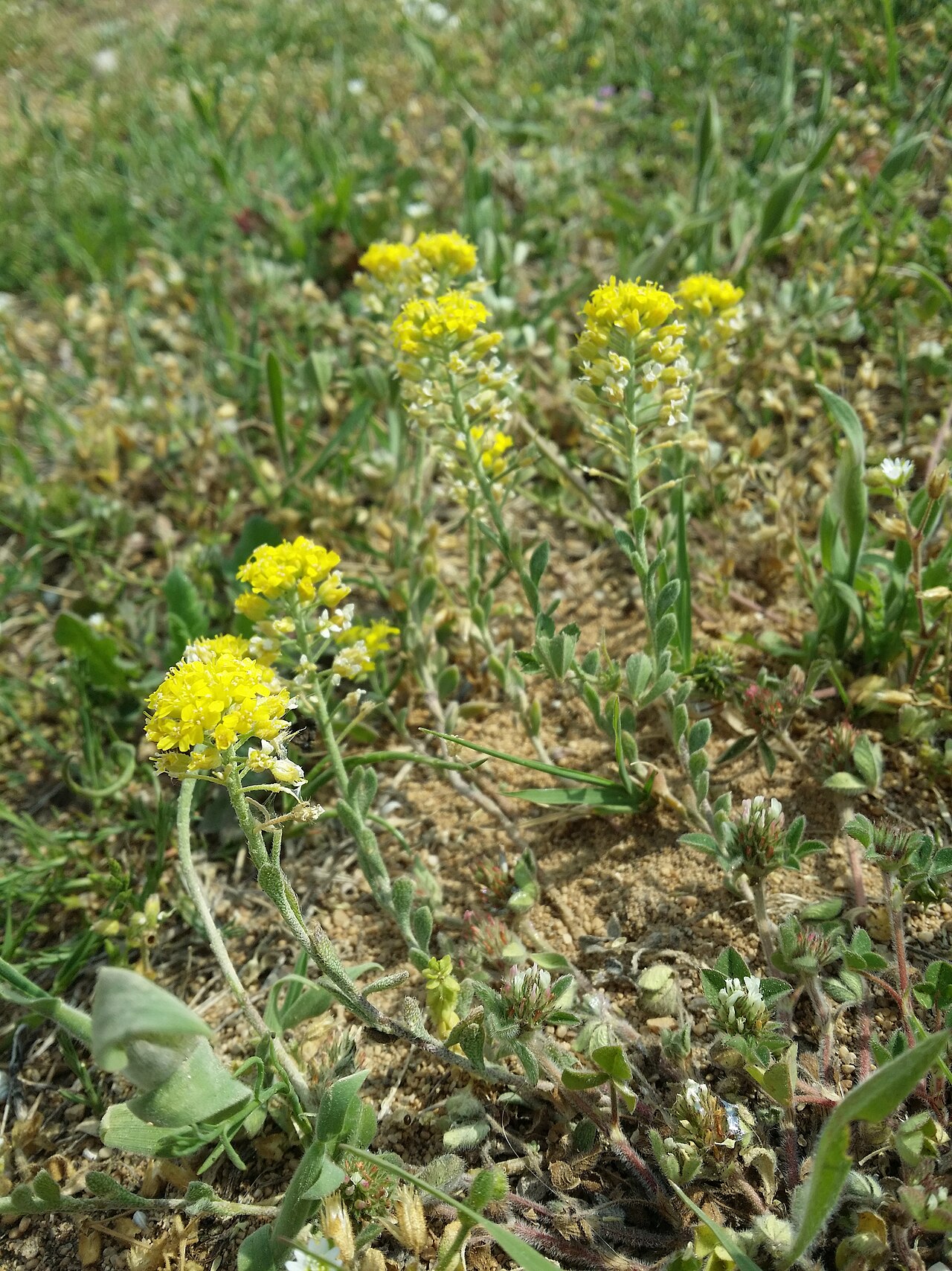 Alyssum austrodalmaticum: Habitus Taxonym: Alyssum austrodalmaticum ss Rottensteiner: Exkursionsflora für Istrien ISBN 978-3-85328-067-6 Location: abandoned sand pit S Baška, community B