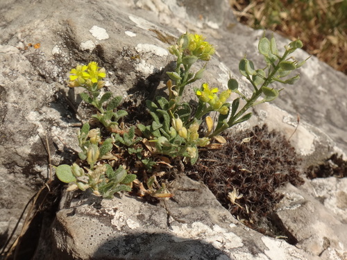 Alyssum austrodalmaticum (Alyssum austrodalmaticum)
