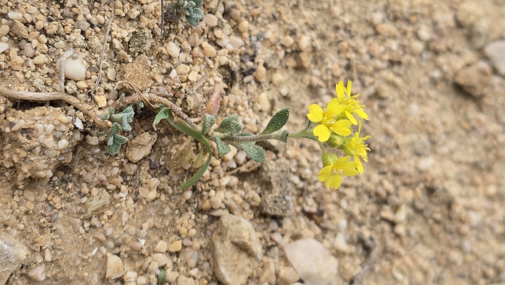 Alyssum austrodalmaticum (Alyssum austrodalmaticum)