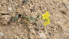 Alyssum austrodalmaticum (Alyssum austrodalmaticum)