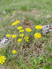 Alyssum austrodalmaticum (Alyssum austrodalmaticum)