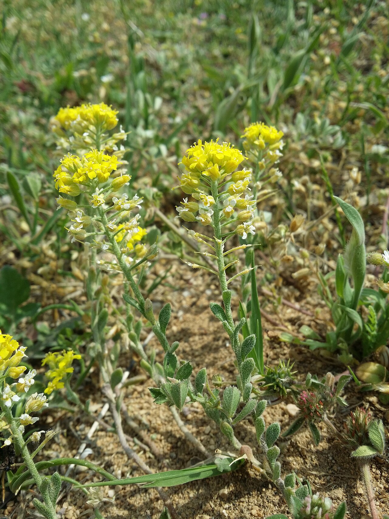 Alyssum austrodalmaticum: Habitus Taxonym: Alyssum austrodalmaticum ss Rottensteiner: Exkursionsflora für Istrien ISBN 978-3-85328-067-6 Location: abandoned sand pit S Baška, community B