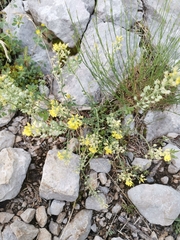 Alyssum austrodalmaticum (Alyssum austrodalmaticum)