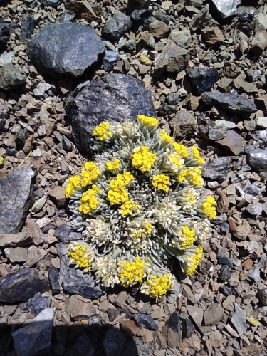 Alyssum bornmuelleri (Alyssum bornmuelleri)
