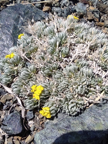 Alyssum bornmuelleri (Alyssum bornmuelleri)