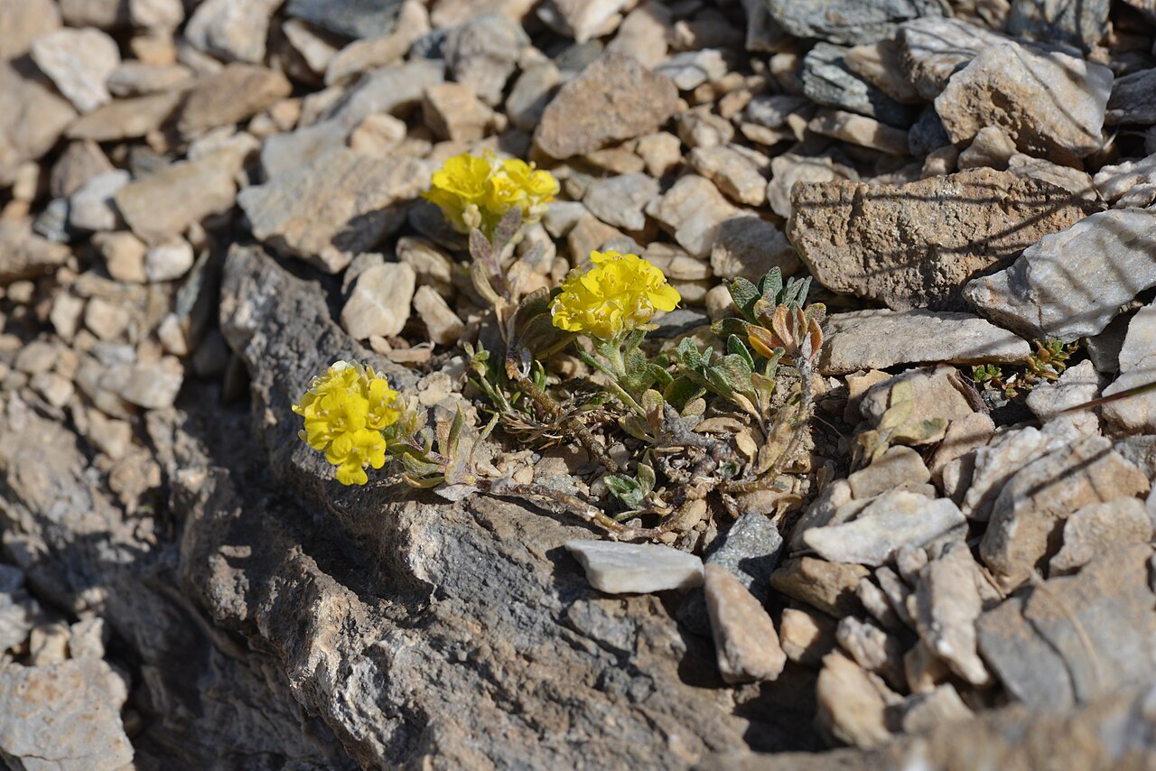 Alyssum cacuminum: Alyssum cacuminum : vue générale de la plante dans son milieu, dans des éboulis plus ou moins stabilisés.