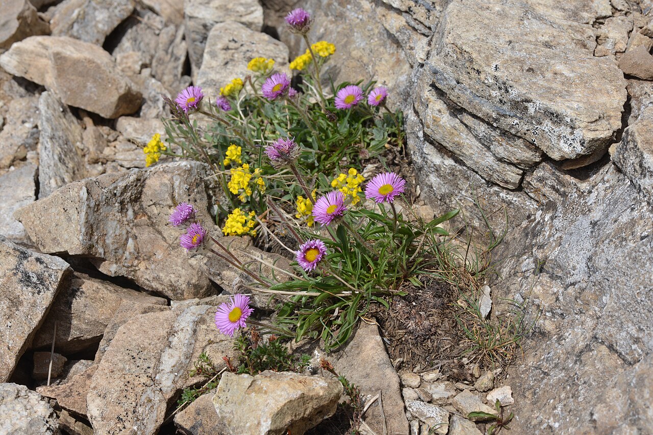 Alyssum cacuminum: Vue d'Erigeron uniflorus et Alyssum cacuminum dans des éboulis au Cambre d'Aze