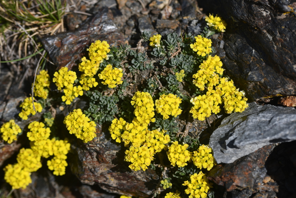 Alyssum cacuminum (Alyssum cacuminum)