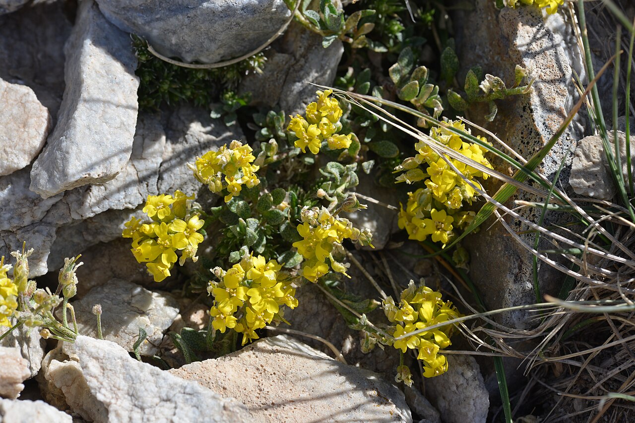 Alyssum cacuminum: Alyssum cacuminum : vue rapprochée de la plante en fleurs, dans un éboulis au Cambre d'Aze.