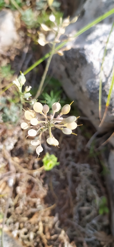 Alyssum calycocarpum (Alyssum calycocarpum)
