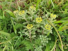 Alyssum collinum (Alyssum collinum)
