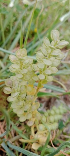 Alyssum collinum (Alyssum collinum)
