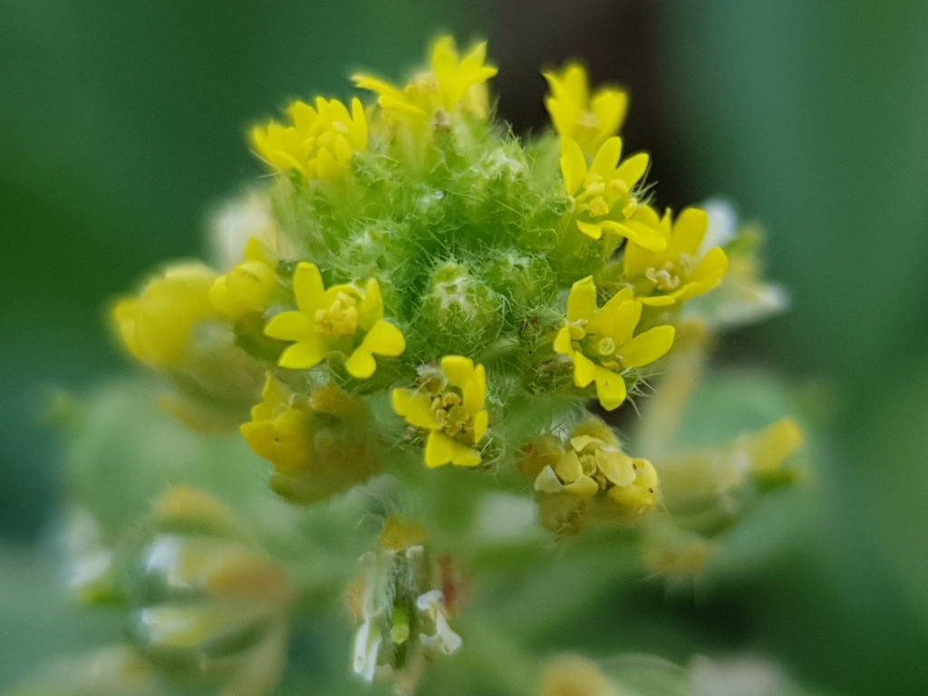 Alyssum collinum (Alyssum collinum)