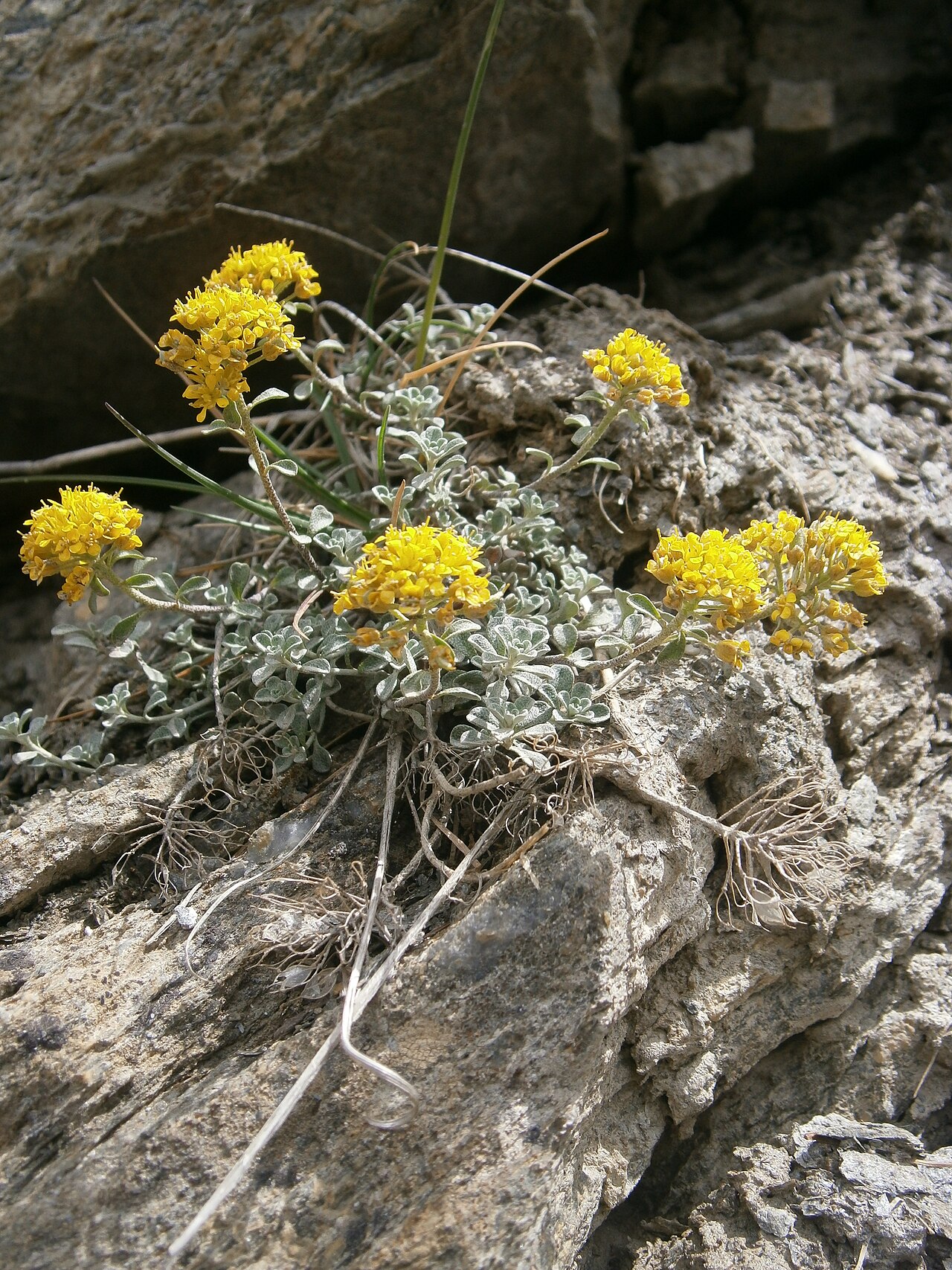 Alyssum cuneifolium: Alyssum cuneifolium