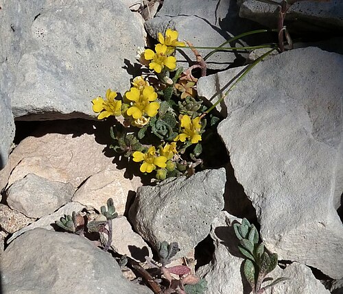 Alyssum cuneifolium: Alyssum cuneifolium , taken in Mont Ventoux , France