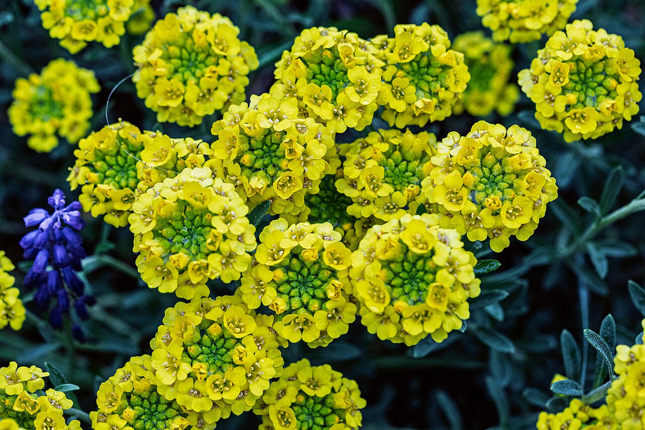 Alyssum cuneifolium: Alyssum cuneifolium var pirinicum im Botanischen Garten München